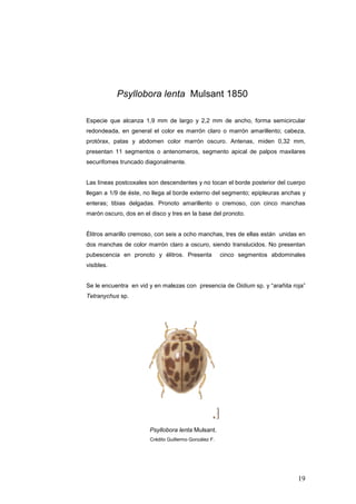 Psyllobora lenta Mulsant 1850

Especie que alcanza 1,9 mm de largo y 2,2 mm de ancho, forma semicircular
redondeada, en ge...