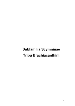 Subfamilia Scymninae
Tribu Brachiacanthini




                        37
 