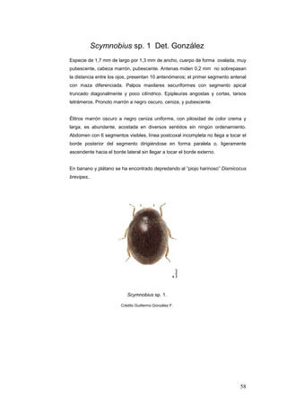 Scymnobius sp. 1 Det. González
Especie de 1,7 mm de largo por 1,3 mm de ancho, cuerpo de forma ovalada, muy
pubescente, ca...