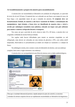 21
3.4 Acondicionamento e preparo da amostra para encaminhamento
A amostra deve ser encaminhada ao laboratório em condições de refrigeração, se a previsão
de envio for de até 24 horas. O material deve ser colocado em um frasco com tampa de rosca, de
boca larga e de capacidade maior do que o tamanho da amostra. O recipiente deve ser
hermeticamente fechado, de maneira a não haver vazamento de fluidos e contaminação dos
manipuladores. Após fechado, o frasco deve ser identificado de maneira clara e visível e
envolto por embalagem secundária (saco plástico), colocado em isopor com gelo suficiente
para manter a amostra refrigerada durante o transporte.
Nos casos em que a previsão de envio situar-se entre 24 a 48 horas, a amostra deve ser
congelada e embalada da mesma forma já relatada.
Em regiões onde houver dificuldades para manter as amostras congeladas ou sob
refrigeração, estas devem ser colocadas em uma mistura de glicerina a 50%, com salina estéril
tamponada, observando-se os procedimentos já citados em relação ao vazamento e a vedação do
frasco.
Na embalagem externa, deve constar o nome do laboratório de destino, com seu endereço
completo, bem como o órgão remetente e seu endereço.
A amostra deve ser acompanhada de uma ficha de remessa com os dados epidemiológicos.
Para que o resultado laboratorial permita a rápida adoção de ações de controle, as amostras
coletadas de animais suspeitos devem ser rapidamente encaminhadas ao laboratório de diagnóstico.
 