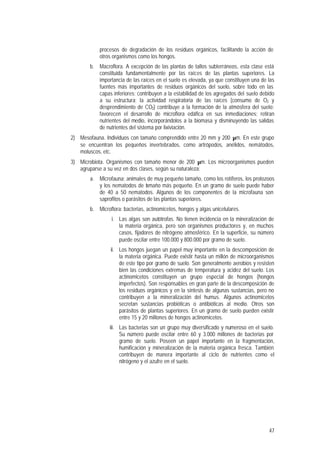 47
procesos de degradación de los residuos orgánicos, facilitando la acción de
otros organismos como los hongos.
b. Macroflora. A excepción de las plantas de tallos subterráneos, esta clase está
constituida fundamentalmente por las raíces de las plantas superiores. La
importancia de las raíces en el suelo es elevada, ya que constituyen una de las
fuentes más importantes de residuos orgánicos del suelo, sobre todo en las
capas inferiores; contribuyen a la estabilidad de los agregados del suelo debido
a su estructura; la actividad respiratoria de las raíces (consumo de O2 y
desprendimiento de CO2) contribuye a la formación de la atmósfera del suelo;
favorecen el desarrollo de microflora edáfica en sus inmediaciones; retiran
nutrientes del medio, incorporándolos a la biomasa y disminuyendo las salidas
de nutrientes del sistema por lixiviación.
2) Mesofauna. Individuos con tamaño comprendido entre 20 mm y 200 µm. En este grupo
se encuentran los pequeños invertebrados, como artrópodos, anélidos, nemátodos,
moluscos, etc.
3) Microbiota. Organismos con tamaño menor de 200 µm. Los microorganismos pueden
agruparse a su vez en dos clases, según su naturaleza:
a. Microfauna: animales de muy pequeño tamaño, como los rotíferos, los protozoos
y los nematodos de tamaño más pequeño. En un gramo de suelo puede haber
de 40 a 50 nematodos. Algunos de los componentes de la microfauna son
saprofitos o parásitos de las plantas superiores.
b. Microflora: bacterias, actinomicetos, hongos y algas unicelulares.
i. Las algas son autótrofas. No tienen incidencia en la mineralización de
la materia orgánica, pero son organismos productores y, en muchos
casos, fijadores de nitrógeno atmosférico. En la superficie, su número
puede oscilar entre 100.000 y 800.000 por gramo de suelo.
ii. Los hongos juegan un papel muy importante en la descomposición de
la materia orgánica. Puede existir hasta un millón de microorganismos
de este tipo por gramo de suelo. Son generalmente aerobios y resisten
bien las condiciones extremas de temperatura y acidez del suelo. Los
actinomicetos constituyen un grupo especial de hongos (hongos
imperfectos). Son responsables en gran parte de la descomposición de
los residuos orgánicos y en la síntesis de algunas sustancias, pero no
contribuyen a la mineralización del humus. Algunos actinomicetos
secretan sustancias probióticas o antibióticas al medio. Otros son
parásitos de plantas superiores. En un gramo de suelo pueden existir
entre 15 y 20 millones de hongos actinomicetos.
iii. Las bacterias son un grupo muy diversificado y numeroso en el suelo.
Su número puede oscilar entre 60 y 3.000 millones de bacterias por
gramo de suelo. Poseen un papel importante en la fragmentación,
humificación y mineralización de la materia orgánica fresca. También
contribuyen de manera importante al ciclo de nutrientes como el
nitrógeno y el azufre en el suelo.
 