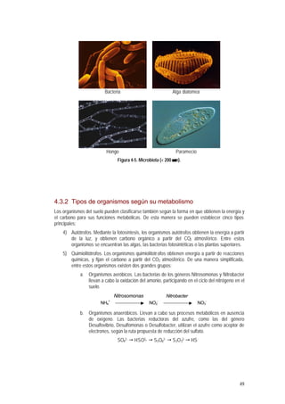 49
Bacteria Alga diatomea
Hongo Paramecio
Figura 4-5. Microbiota (< 200 µµm).
4.3.2 Tipos de organismos según su metabolismo
Los organismos del suelo pueden clasificarse también según la forma en que obtienen la energía y
el carbono para sus funciones metabólicas. De esta manera se pueden establecer cinco tipos
principales:
4) Autótrofos. Mediante la fotosíntesis, los organismos autótrofos obtienen la energía a partir
de la luz, y obtienen carbono orgánico a partir del CO2 atmosférico. Entre estos
organismos se encuentran las algas, las bacterias fotosintéticas o las plantas superiores.
5) Quimiolitótrofos. Los organismos quimiolitotrofos obtienen energía a partir de reacciones
químicas, y fijan el carbono a partir del CO2 atmosférico. De una manera simplificada,
entre estos organismos existen dos grandes grupos:
a. Organismos aeróbicos. Las bacterias de los géneros Nitrosomonas y Nitrobacter
llevan a cabo la oxidación del amonio, participando en el ciclo del nitrógeno en el
suelo.
Nitrosomonas Nitrobacter
NH4
+
NO2
-
NO3
-
b. Organismos anaeróbicos. Llevan a cabo sus procesos metabólicos en ausencia
de oxígeno. Las bacterias reductoras del azufre, como las del género
Desulfovibrio, Desulfomonas o Desulfobacter, utilizan el azufre como aceptor de
electrones, según la ruta propuesta de reducción del sulfato.
SO4
2- " HSO3- " S3O6
2- " S2O3
2- " HS-
 
