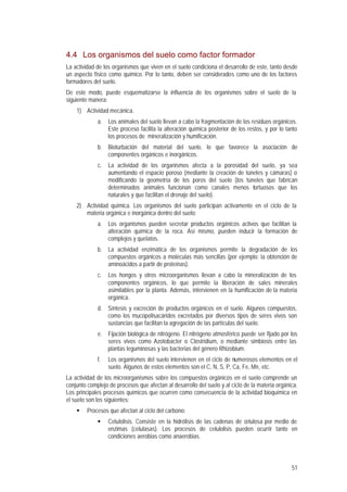 51
4.4 Los organismos del suelo como factor formador
La actividad de los organismos que viven en el suelo condiciona el desarrollo de este, tanto desde
un aspecto físico como químico. Por lo tanto, deben ser considerados como uno de los factores
formadores del suelo.
De este modo, puede esquematizarse la influencia de los organismos sobre el suelo de la
siguiente manera:
1) Actividad mecánica.
a. Los animales del suelo llevan a cabo la fragmentación de los residuos orgánicos.
Este proceso facilita la alteración química posterior de los restos, y por lo tanto
los procesos de mineralización y humificación.
b. Bioturbación del material del suelo, lo que favorece la asociación de
componentes orgánicos e inorgánicos.
c. La actividad de los organismos afecta a la porosidad del suelo, ya sea
aumentando el espacio poroso (mediante la creación de túneles y cámaras) o
modificando la geometría de los poros del suelo (los túneles que fabrican
determinados animales funcionan como canales menos tortuosos que los
naturales y que facilitan el drenaje del suelo).
2) Actividad química. Los organismos del suelo participan activamente en el ciclo de la
materia orgánica e inorgánica dentro del suelo:
a. Los organismos pueden secretar productos orgánicos activos que facilitan la
alteración química de la roca. Así mismo, pueden inducir la formación de
complejos y quelatos.
b. La actividad enzimática de los organismos permite la degradación de los
compuestos orgánicos a moléculas más sencillas (por ejemplo: la obtención de
aminoácidos a partir de proteínas).
c. Los hongos y otros microorganismos llevan a cabo la mineralización de los
componentes orgánicos, lo que permite la liberación de sales minerales
asimilables por la planta. Además, intervienen en la humificación de la materia
orgánica.
d. Síntesis y excreción de productos orgánicos en el suelo. Algunos compuestos,
como los mucopolisacáridos excretados por diversos tipos de seres vivos son
sustancias que facilitan la agregación de las partículas del suelo.
e. Fijación biológica de nitrógeno. El nitrógeno atmosférico puede ser fijado por los
seres vivos como Azotobacter o Clostridium, o mediante simbiosis entre las
plantas leguminosas y las bacterias del género Rhizobium.
f. Los organismos del suelo intervienen en el ciclo de numerosos elementos en el
suelo. Algunos de estos elementos son el C, N, S, P, Ca, Fe, Mn, etc.
La actividad de los microorganismos sobre los compuestos orgánicos en el suelo comprende un
conjunto complejo de procesos que afectan al desarrollo del suelo y al ciclo de la materia orgánica.
Los principales procesos químicos que ocurren como consecuencia de la actividad bioquímica en
el suelo son los siguientes:
§ Procesos que afectan al ciclo del carbono:
§ Celulolisis. Consiste en la hidrólisis de las cadenas de celulosa por medio de
enzimas (celulasas). Los procesos de celulolisis pueden ocurrir tanto en
condiciones aerobias como anaerobias.
 
