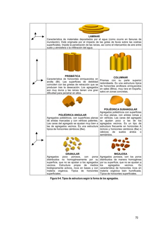 70
LAMINAR
Característica de materiales depositados por el agua (como ocurre en llanuras de
inundación). Está originada por el impacto de las gotas de lluvia sobre las costras
superficiales. Impide la penetración de las raíces, así como el intercambio de aire entre
suelo y atmósfera o la infiltración del agua.
PRISMÁTICA
Característica de horizontes enriquecidos en
arcilla (Bt). Las superficies de debilidad
coinciden con las grietas de retracción que se
producen tras la desecación. Los agregados
son muy duros y las raíces tienen una gran
dificultad para penetrar en ellos.
COLUMNAR
Prismas con su parte superior
redondeada. Es una estructura típica
de horizontes arcillosos enriquecidos
en sales (Btna), muy rara en España,
salvo en zonas concretas.
POLIÉDRICA ANGULAR
Agregados poliédricos, con superficies planas
de aristas marcadas y con vértices patentes.
Las caras del agregado se ajustan muy bien a
las de agregados vecinos. Es una estructura
típica de horizontes cámbicos (Bw).
POLIÉDRICA SUBANGULAR
Agregados poliédricos con superficies
no muy planas, con aristas romas y
sin vértices. Las caras del agregado
se ajustan poco a las de los
agregados vecinos. Es un tipo de
estructura frecuente en horizontes A
ócricos y horizontes cámbicos (Bw) o
cálcicos de suelos áridos o
semiáridos.
GRANULAR
Agregados poco porosos, con poros
distribuidos no homogéneamente por su
superficie, que no se ajustan a los agregados
vecinos. Estructura propia de medios
biológicamente activos, ricos en bases y con
materia orgánica. Típica de horizontes
superficiales.
MIGAJOSA
Agregados porosos, con los poros
distribuidos de manera homogénea
por su superficie, que no se ajustan a
los agregados vecinos. Es
característica de horizontes ricos en
materia orgánica bien humificada.
Típica de horizontes superficiales.
Figura 6-4. Tipos de estructura según la forma de los agregados.
 
