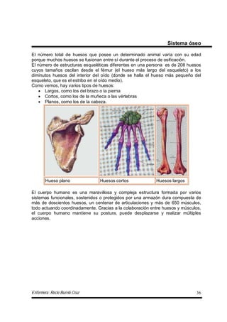 Enfermera: Rocío Burelo Cruz 36
Sistema óseo
El número total de huesos que posee un determinado animal varía con su edad
porque muchos huesos se fusionan entre sí durante el proceso de osificación.
El número de estructuras esqueléticas diferentes en una persona es de 208 huesos
cuyos tamaños oscilan desde el fémur (el hueso más largo del esqueleto) a los
diminutos huesos del interior del oído (donde se halla el hueso más pequeño del
esqueleto, que es el estribo en el oído medio).
Como vemos, hay varios tipos de huesos:
 Largos, como los del brazo o la pierna
 Cortos, como los de la muñeca o las vértebras
 Planos, como los de la cabeza.
Hueso plano Huesos cortos Huesos largos
El cuerpo humano es una maravillosa y compleja estructura formada por varios
sistemas funcionales, sostenidos o protegidos por una armazón dura compuesta de
más de doscientos huesos, un centenar de articulaciones y más de 650 músculos,
todo actuando coordinadamente. Gracias a la colaboración entre huesos y músculos,
el cuerpo humano mantiene su postura, puede desplazarse y realizar múltiples
acciones.
 