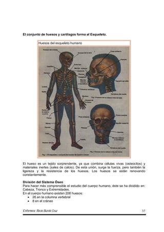 Enfermera: Rocío Burelo Cruz 37
El conjunto de huesos y cartílagos forma el Esqueleto.
Huesos del esqueleto humano
El hueso es un tejido sorprendente, ya que combina células vivas (osteocitos) y
materiales inertes (sales de calcio). De esta unión, surge la fuerza, pero también la
ligereza y la resistencia de los huesos. Los huesos se están renovando
constantemente.
División del Sistema Óseo
Para hacer más comprensible el estudio del cuerpo humano, éste se ha dividido en:
Cabeza, Tronco y Extremidades.
En el cuerpo humano existen 208 huesos:
 26 en la columna vertebral
 8 en el cráneo
 