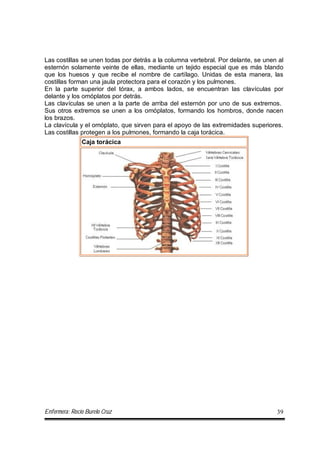 Enfermera: Rocío Burelo Cruz 39
Las costillas se unen todas por detrás a la columna vertebral. Por delante, se unen al
esternón solamente veinte de ellas, mediante un tejido especial que es más blando
que los huesos y que recibe el nombre de cartílago. Unidas de esta manera, las
costillas forman una jaula protectora para el corazón y los pulmones.
En la parte superior del tórax, a ambos lados, se encuentran las clavículas por
delante y los omóplatos por detrás.
Las clavículas se unen a la parte de arriba del esternón por uno de sus extremos.
Sus otros extremos se unen a los omóplatos, formando los hombros, donde nacen
los brazos.
La clavícula y el omóplato, que sirven para el apoyo de las extremidades superiores.
Las costillas protegen a los pulmones, formando la caja torácica.
Caja torácica
 