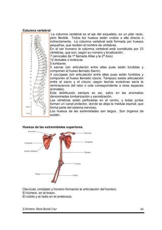 Enfermera: Rocío Burelo Cruz 40
Columna vertebral
La columna vertebral es el eje del esqueleto, es un pilar recio,
pero flexible. Todos los huesos están unidos a ella directa o
indirectamente. La columna vertebral está formada por huesos
pequeños, que reciben el nombre de vértebras.
En el ser humano la columna vertebral está constituida por 33
vértebras, que son, según su número y localización:
7 cervicales (la 1ª llamada Atlas y la 2ª Axis)
12 dorsales o torácicas
5 lumbares
5 sacras (sin articulación entre ellas pues están fundidas y
componen el hueso llamado Sacro)
4 coccígeas (sin articulación entre ellas pues están fundidas y
componen el hueso llamado cóccix. Tampoco existe articulación
entre el sacro y el cóccix; según teorías evolutivas sería la
reminiscencia del rabo o cola correspondiente a otras especies
animales).
Esta distribución siempre es así, salvo en las anomalías
denominadas lumbarización y sacralización.
Las vértebras están perforadas en el centro, y todas juntas
forman un canal protector, donde se aloja la médula espinal, que
forma parte del sistema nervioso.
Los huesos de las extremidades son largos. Son órganos de
sostén.
Clavícula, omóplato y húmero formando la articulación del hombro.
El húmero, en el brazo.
El cúbito y el radio en el antebrazo.
Huesos de las extremidades superiores
 