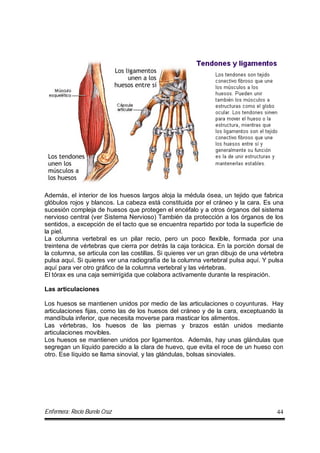 Enfermera: Rocío Burelo Cruz 44
Además, el interior de los huesos largos aloja la médula ósea, un tejido que fabrica
glóbulos rojos y blancos. La cabeza está constituida por el cráneo y la cara. Es una
sucesión compleja de huesos que protegen el encéfalo y a otros órganos del sistema
nervioso central (ver Sistema Nervioso) También da protección a los órganos de los
sentidos, a excepción de el tacto que se encuentra repartido por toda la superficie de
la piel.
La columna vertebral es un pilar recio, pero un poco flexible, formada por una
treintena de vértebras que cierra por detrás la caja torácica. En la porción dorsal de
la columna, se articula con las costillas. Si quieres ver un gran dibujo de una vértebra
pulsa aquí. Si quieres ver una radiografía de la columna vertebral pulsa aquí. Y pulsa
aquí para ver otro gráfico de la columna vertebral y las vértebras.
El tórax es una caja semirrígida que colabora activamente durante la respiración.
Las articulaciones
Los huesos se mantienen unidos por medio de las articulaciones o coyunturas. Hay
articulaciones fijas, como las de los huesos del cráneo y de la cara, exceptuando la
mandíbula inferior, que necesita moverse para masticar los alimentos.
Las vértebras, los huesos de las piernas y brazos están unidos mediante
articulaciones movibles.
Los huesos se mantienen unidos por ligamentos. Además, hay unas glándulas que
segregan un líquido parecido a la clara de huevo, que evita el roce de un hueso con
otro. Ese líquido se llama sinovial, y las glándulas, bolsas sinoviales.
 