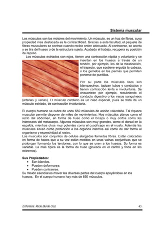 Enfermera: Rocío Burelo Cruz 45
Sistema muscular
Los músculos son los motores del movimiento. Un músculo, es un haz de fibras, cuya
propiedad mas destacada es la contractilidad. Gracias a esta facultad, el paquete de
fibras musculares se contrae cuando recibe orden adecuada. Al contraerse, se acorta
y se tira del hueso o de la estructura sujeta. Acabado el trabajo, recupera su posición
de reposo.
Los músculos estriados son rojos, tienen una contracción rápida y voluntaria y se
insertan en los huesos a través de un
tendón, por ejemplo, los de la masticación,
el trapecio, que sostiene erguida la cabeza,
o los gemelos en las piernas que permiten
ponerse de puntillas.
Por su parte los músculos lisos son
blanquecinos, tapizan tubos y conductos y
tienen contracción lenta e involuntaria. Se
encuentran por ejemplo, recubriendo el
conducto digestivo o los vasos sanguíneos
(arterias y venas). El músculo cardiaco es un caso especial, pues se trata de un
músculo estriado, de contracción involuntaria.
El cuerpo humano se cubre de unos 650 músculos de acción voluntaria. Tal riqueza
muscular permite disponer de miles de movimientos. Hay músculos planos como el
recto del abdomen, en forma de huso como el bíceps o muy cortos como los
interoseos del metacarpo. Algunos músculos son muy grandes, como el dorsal en la
espalda, mientras otros muy potentes como el cuadriceps en el muslo. Además los
músculos sirven como protección a los órganos internos así como de dar forma al
organismo y expresividad al rostro.
Los musculos son conjuntos de células alargadas llamadas fibras. Están colocadas
en forma de haces que a su vez están metidos en unas vainas conjuntivas que se
prolongan formando los tendones, con lo que se unen a los huesos. Su forma es
variable. La más típica es la forma de huso (gruesos en el centro y finos en los
extremos).
Sus Propiedades:
 Son blandos.
 Pueden deformarse.
 Pueden contraerse.
Su misión esencial es mover las diversas partes del cuerpo apoyándose en los
huesos. En el cuerpo humano hay más de 650 músculos.
 