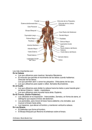 Enfermera: Rocío Burelo Cruz 46
Los más importantes son:
En la Cabeza
 Los que utilizamos para masticar, llamados Maceteros.
 El músculo que permite el movimiento de los labios cuando hablamos:
Orbicular de los labios.
Los que permiten abrir o cerrar los párpados : Orbiculares de los ojos.
 Los que utilizamos para soplar o silbar, llamados Bucinadores.
En el Cuello
 Los que utilizamos para doblar la cabeza hacia los lados o para hacerla girar :
se llaman Esterno - cleido - mastoideos.
 Los que utilizamos para moverla hacia atrás: Esplenio.
En El Tronco. (Visión Posterior).
 Los utilizados en la respiración : Intercostales, Serratos, en forma de sierra, el
diafragma que separa el tórax del abdomen.
 Los pectorales, para mover el brazo hacia adelante y los dorsales, que
mueven el brazo hacia atrás.
 Los trapecios, que elevan el hombro y mantienen vertical la cabeza.
En Los Brazos
 El Deltiodes que forma el hombro.
 El Biceps Braquial que flexiona el antebrazo sobre el brazo.
 