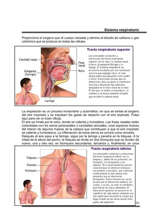 Enfermera: Rocío Burelo Cruz 66
Sistema respiratorio
Proporciona el oxígeno que el cuerpo necesita y elimina el dióxido de carbono o gas
carbónico que se produce en todas las células.
La respiración es un proceso involuntario y automático, en que se extrae el oxígeno
del aire inspirado y se expulsan los gases de desecho con el aire espirado. Pulsa
aquí para ver un buen dibujo.
El aire se inhala por la nariz, donde se calienta y humedece. Las fosas nasales están
conectadas con los senos paranasales o cavidades sinusales, unos espacios huecos
del interior de algunos huesos de la cabeza que contribuyen a que el aire inspirado
se caliente y humedezca. La inflamación de estos senos se conoce como sinusitis.
Después el aire pasa a la faringe, sigue por la laringe y penetra en la tráquea. A la
mitad de la altura del pecho, la tráquea se divide en dos bronquios que se dividen de
nuevo, una y otra vez, en bronquios secundarios, terciarios y, finalmente, en unos
 