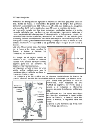 Enfermera: Rocío Burelo Cruz 67
250.000 bronquiolos.
Al final de los bronquiolos se agrupan en racimos de alvéolos, pequeños sacos de
aire, donde se realiza el intercambio de gases con la sangre. Los pulmones
contienen aproximadamente 300 millones de alvéolos, que desplegados ocuparían
una superficie de 70 metros cuadrados, unas 40 veces la extensión de la piel.
La respiración cumple con dos fases sucesivas, efectuadas gracias a la acción
muscular del diafragma y de los musculos intercostales, controlados todos por el
centro respiratorio del bulbo raquídeo. En la inspiración, el diafragma se contrae y los
músculos intercostales se elevan y ensanchan las costillas. La caja torácica gana
volumen y penetra aire del exterior para llenar este espacio. Durante la espiración, el
diafragma se relaja y las costillas descienden y se desplazan hacia el interior. La caja
torácica disminuye su capacidad y los pulmones dejan escapar el aire hacia el
exterior.
Las Vías Respiratorias están formadas
por la boca y las fosas nasales, la
faringe, la laringe, la tráquea, los
bronquios y los bronquiolos.
La laringe es el órgano donde se
produce la voz, contiene las cuerdas
vocales y una especie de tapón llamado
epiglotis para que los alimentos no
pasen por las vías respiratorias.
La tráquea es un tubo formado por unos
veinte anillos cartilaginosos que la
mantienen siempre abierta, se divide en
dos ramas: los bronquios.
Los bronquios y los bronquiolos son las diversas ramificaciones del interior del
pulmón, terminan en unos sacos llamadas alvéolos pulmonares que tienen a su vez
unas bolsas más pequeñas o vesículas
pulmonares, están rodeadas de una
multitud de capilares por donde pasa la
sangre y al realizarse el intercambio
gaseoso se carga de oxígeno y se libera de
CO2.
Los pulmones son dos masas esponjosas
de color rojizo, situadas en el tórax a ambos
lados del corazón, el derecho tiene tres
partes o lóbulos; el izquierdo tiene dos
partes.
La pleura es una membrana de doble pared
que rodea a los pulmones.
 