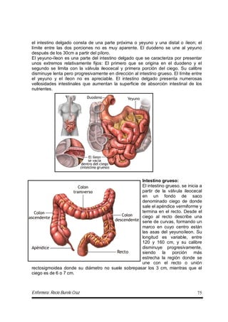 Enfermera: Rocío Burelo Cruz 75
el intestino delgado consta de una parte próxima o yeyuno y una distal o íleon; el
límite entre las dos porciones no es muy aparente. El duodeno se une al yeyuno
después de los 30cm a partir del píloro.
El yeyuno-íleon es una parte del intestino delgado que se caracteriza por presentar
unos extremos relativamente fijos: El primero que se origina en el duodeno y el
segundo se limita con la válvula ileocecal y primera porción del ciego. Su calibre
disminuye lenta pero progresivamente en dirección al intestino grueso. El límite entre
el yeyuno y el íleon no es apreciable. El intestino delgado presenta numerosas
vellosidades intestinales que aumentan la superficie de absorción intestinal de los
nutrientes.
Intestino grueso:
El intestino grueso. se inicia a
partir de la válvula ileocecal
en un fondo de saco
denominado ciego de donde
sale el apéndice vermiforme y
termina en el recto. Desde el
ciego al recto describe una
serie de curvas, formando un
marco en cuyo centro están
las asas del yeyunoíleon. Su
longitud es variable, entre
120 y 160 cm, y su calibre
disminuye progresivamente,
siendo la porción más
estrecha la región donde se
une con el recto o unión
rectosigmoidea donde su diámetro no suele sobrepasar los 3 cm, mientras que el
ciego es de 6 o 7 cm.
 
