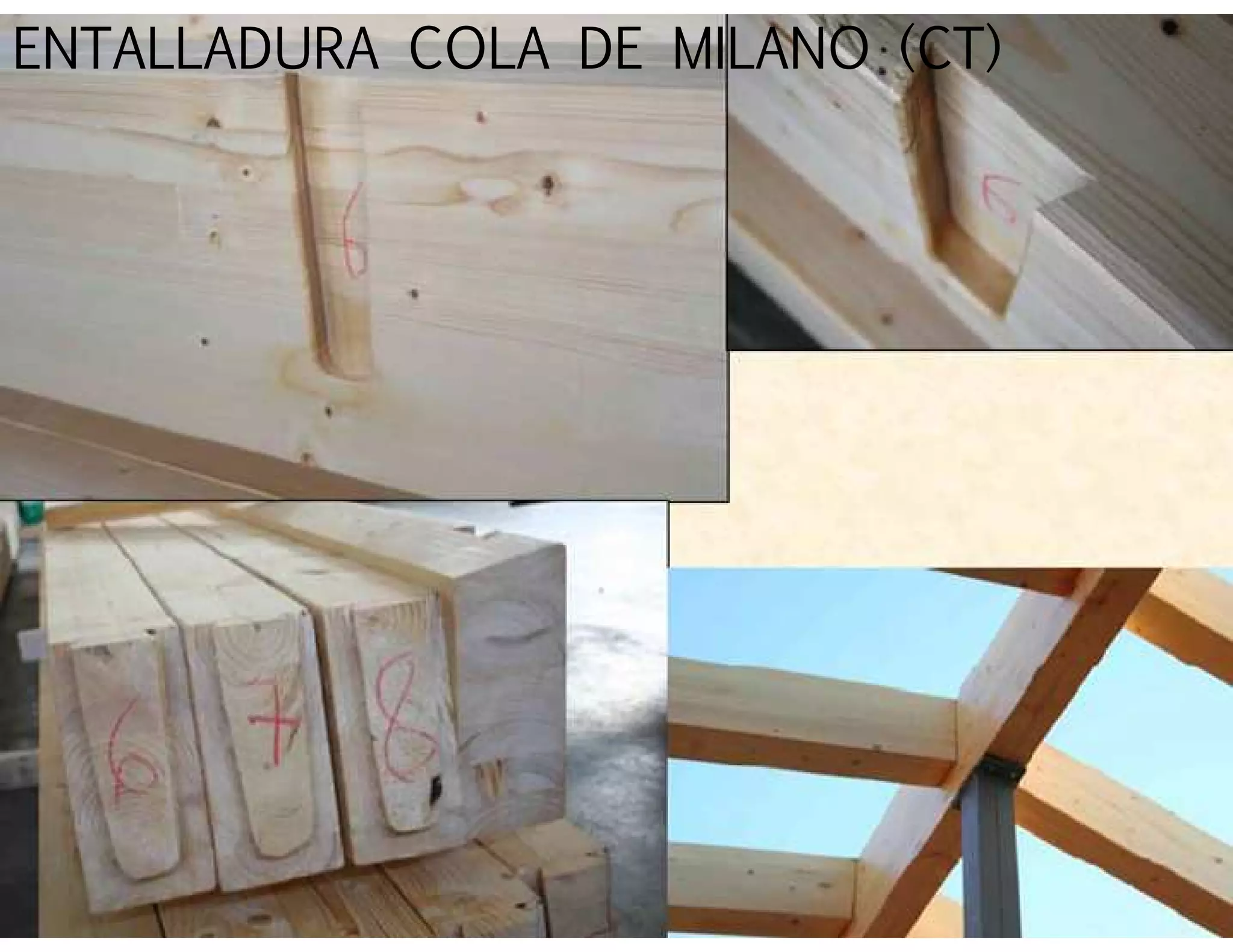 ENTALLADURA COLA DE MILANO (CT)
 