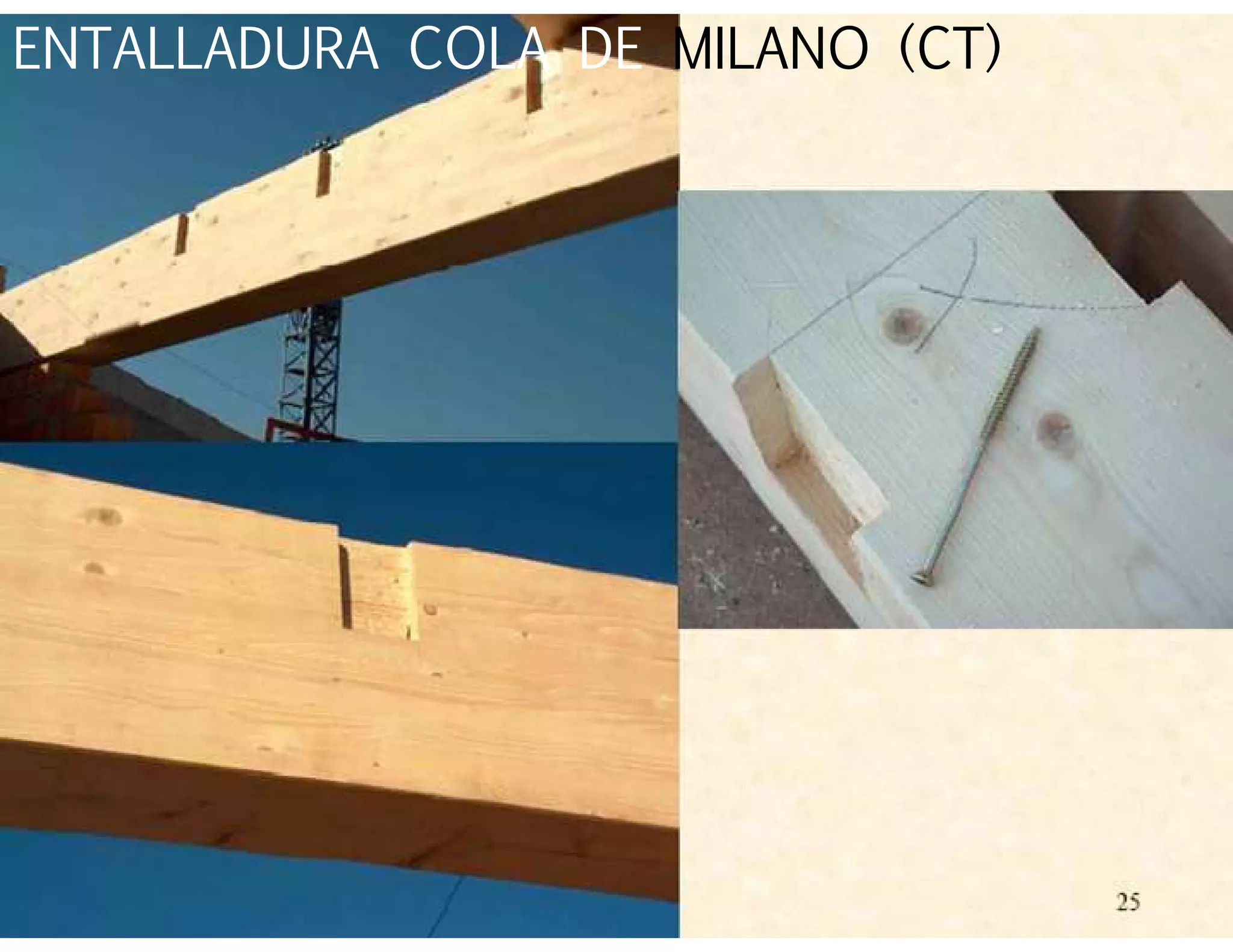 ENTALLADURA COLA DE MILANO (CT)
 