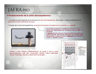 4 Fortalecimiento de la unión dermoepidérmica

ü  La epidermis está separada de la dermis por la unión dermoepidérmica. Ésta juega un papel fundamental en la
optimización de las condiciones de la piel.

ü A través de la unión dermoepidérmica, la dermis le transmite a la epidermis los nutrientes que necesita.

                                                            Los productos penetran a la epidermis, enviando mensajes a la
                                                            dermis para potencializar sus funciones y que se noten los
                                                            resultados.
                                                            La dermis funciona como una “torre de control” que indica qué
                                                            aviones aterrizan ,qué aviones despegan y qué aviones están
                                                            sobrevolando. La pista es como la epidermis, pues finalmente
                                                            “recibe” y “despide” aviones.




   Gracias a este enfoque multidimensional, se ayuda a que la unión
   dermoepidérmica esté bien conservada notando mayor elasticidad,                    2
   firmeza, flexibilidad, plenitud y disminución de arrugas.
 