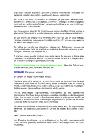12
terpénicos (linalol, terpineol, geraniol y cineol). Flavonoides (derivados del
apigenol, luteolol, diosmetol, scutellaceol), tanino, saponinas.
Su riqueza en timol y carvacrol le confieren propiedades expectorantes,
balsámicas, antitusivas, antisépticas, antivirales, antiespasmódicas,eupépticas,
carminativas, antigonadotrópicas y parasimpaticolíticas, a las que contribuyen
el resto de sus componentes.
Los flavonoides además le proporcionan acción diurética, tónica venosa y
vitamínica P (aumenta la resistencia capilar y disminuyen la permeabilidad).
En uso externo es antiséptico y vulnerario. Por lo que se usa en caso dellagas,
heridas, infecciones cutáneas, estomatitis, vaginitis. En forma de gasgarismos
en afecciones respiratorias.
Se utiliza en transtornos digestivos (dispepsias, flatulencias, espasmos
gastrointestinales, falta de apetito), respiratorios (bronquitis, catarros, gripes,
faringitis, sinusitis, tos irritativa, etc.).
A grandes dosis puede producir anestesia ligera. Su esencia a dosis altas
puede ser consulsivante. Utilizar con precaución en los niños por la posibilidad
de reacciones alérgicas (broncoespasmos).
Pantas expectorantes con otros principios activos : Marrubio, Pulmonaria,
Hiedra terrestre, Loto, Grindelia, Hisopo, etc.
MARRUBIO (Marrubium vulgare)
Se utilizan las hojas y sumidades floridas.
Contiene principios amargos, el más importante es la marrubina (lactona
diterpenica, que lleva un nucleo furano), sales minerales ricas en potasio y
hierro, saponinas, trazas de aceite esencial, un poco de taninos, mucilagos,
ácidos-fenoles (ácido caféico, clorogenico, etc.) y colina.
Posee propiedades expectorantes, fluidificantes de las secreciones
bronquiales, febrífugo, tónico amargo, eupeotico, diurético, sedante cardiaco
ligero (no se sabe porque), coleretico (para algunos autores esta acción es
debeda al ácido marrubico, obtenido por saponificación y abertura del anillo
lactonico de la marrubina y a los ácidos-fenoles).
Se utiliza en afecciones pulmonares (bronquitis, asma, etc.). En taquicardias y
arritmias , se asocia al Espino Blanco. En falta de apetito, digestiones lentas,
etc.
LOTO (Nelumbo nucifera Gaertn.)
Los Egipcios la utilizaban como antitusígeno en decoción y posteriormente
como sedante general y tonificante de la función cardiorespiratoria, así como
mucolítico.
 