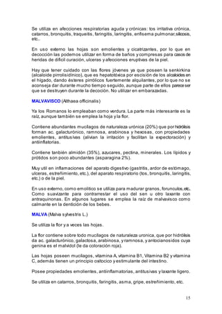 15
Se utiliza en afecciones respiratorias aguda y crónicas: tos irritativa crónica,
catarros, bronquitis, traqueitis, faringitis, laringitis, enfisema pulmonar,silicosis,
etc..
En uso externo las hojas son emolientes y cicatrizantes, por lo que en
decocción las podemos utilizar en forma de baños y compresas para casos de
heridas de dificil curación, ulceras y afecciones eruptivas de la piel.
Hay que tener cuidado con las flores jóvenes ya que poseen la senkirkina
(alcaloide pirrolisidínico), que es hepatotóxica por escisión de los alcaloides en
el hígado, dando ésteres pirrólicos fuertemente alquilantes, por lo que no se
aconseja dar durante mucho tiempo seguido, aunque parte de ellos pareceser
que se destruyen durante la decoción. No utilizar en embarazadas.
MALVAVISCO (Althaea officinalis)
Ya los Romanos lo empleaban como verdura. La parte más interesante es la
raíz, aunque también se emplea la hoja y la flor.
Contiene abundantes mucílagos de naturaleza urónica (20%) que por hidrólisis
forman ac. galacturónico, ramnosa, arabinosa y hexosas, con propiedades
emolientes, antitusívas (alivian la irritación y facilitan la expectoración) y
antiinflatorias.
Contiene tanbién almidón (35%), azucares, pectina, minerales. Los lípidos y
prótidos son poco abundantes (asparagina 2%).
Muy util en inflamaciones del aparato digestivo (gastritis, ardor de estómago,
ulceras, estreñimiento, etc.), del aparato respiratorio (tos, bronquitis, laringitis,
etc.) o de la piel.
En uso externo, como emolitico se utiliza para madurar granos, forunculos,etc..
Como suavizante para contrarrestar el uso del sen u otro laxante con
antraquinonas. En algunos lugares se emplea la raíz de malvavisco como
calmante en la dentición de los bebes.
MALVA (Malva sylvestris L.)
Se utiliza la flor y a veces las hojas.
La flor contiene sobre todo mucílagos de naturaleza uronica, que por hidrólisis
da ac. galacturónico, galactosa, arabinosa, y ramnosa, y antocianosidos cuya
genina es el malvidol (le da coloración roja).
Las hojas poseen mucílagos, vitamina A, vitamina B1, Vitamina B2 y vitamina
C, además tienen un principio oxitocico y estimulante del intestino.
Posee propiedades emolientes, antiinflamatorias, antitusivas y laxante ligero.
Se utiliza en catarros, bronquitis, faringitis, asma, gripe, estreñimiento, etc.
 