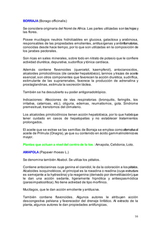 16
BORRAJA (Borago officinalis)
Se considera originaria del Noret de Africa. Las partes utilizadas son las hojas y
las flores.
Posee mucílagos neutros hidrolizables en glucosa, galactosa y arabinosa,
responsables de las propiedades emolientes, antitusígenas y antiinflamatorias,
conocidas desde hace tiempo, por lo que son utilizadas en la composición de
los jarabes pectorales.
Son ricas en sales minerales, sobre todo en nitrato de potasio que le confiere
actividad diurética, depurativa, sudorífica y tónica cardíaca.
Además contiene flavonoides (quercetol, kaempferol), antocianosidos,
alcaloides pirrolicidínicos (de caracter hepatotóxico), taninos y trazas de aceite
esencial, son otros componentes que favorecen la acción diurética, sudirífica,
estimulante de las suprarrenales, favorece la producción de adrenalina y
prostaglandinas, estimula la secreción láctea.
También se ha descubierto su poder antigonadotrópico.
Indicaciones: Afecciones de vías respiratorias (bronquitis, faringitis, tos
irritativa, catarroas, etc.), oliguria, edemas, reumatismos, gota. Sindrome
premestrual, transtornos del climaterio.
Los alcaloides pirrolicidínicos tienen acción hepatotóxica, por lo que habráque
tener cuidado en casos de hepatopatías y no establecer tratamientos
prolongados.
El aceite que se estrae se las semillas de Borraja se emplea comoalternativaal
aceite de Prímula (Onagra), ya que su contenido en ácido gammalinolénicoes
mayor.
Plantas que actuan a nivel del centro de la tos : Amapola, Celidonia, Loto.
AMAPOLA (Papaver rhoeas L.)
Se denomina también Ababol. Se utiliza los pétalos.
Contiene antocianinas cuya genina el cianidol, le da la coloración a los pétalos.
Alcaloides isoquinoléicos, el principal es la roeadina o readina (cuya estructura
es semejante a la hydrastina) y la reagenina (derivado por demetilización),que
le dan una acción sedante, ligeramente hipnótica y antiespasmódica
(parasimpaticolítica). No tiene actividad de tipo morfínico.
Mucílagos, que le dan acción emoliente y antitusiva.
También contiene flavonoides. Algunos autores le atribuyen acción
descongestiva pelviana y favorecedor del drenaje linfático. Al extracto de la
planta, algunos autores le dan propiedades antifungicas.
 
