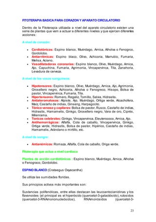 23
FITOTERAPIA BASICA PARA CORAZON Y APARATO CIRCULATORIO
Dentro de la Fitoterapia utilizada a nivel del aparato circulatorio existen una
serie de plantas que vam a actuar a diferentes niveles y que ejercen diferentes
acciones:
A nivel de corazón:
• Cardiotónicas: Espino blanco, Muérdago, Arnica, Alholva o Fenogrco,
Gordolobo.
• Antiarritmicas: Espino blaco, Olivo, Achicoria, Marrubio, Fumaria,
Melisa, Aciano.
• Vasodilatadoras coronarias: Espino blanco, Olivo, Muérdago, Arnica,
Ajo, Capuchina, Fumaria, Agrimonia, Vincapervinca, Tila, Zanahoria,
Levadura de cerveza.
A nivel de los vasos sanguíneos:
• Hipotensores: Espino blanco, Olivo, Muérdago, Arnica, Ajo, Agrimonia,
Grosellero negro, Achicoria, Alholva o Fenogreco, Hisopo, Bolsa de
pastor, Vincapervinca, Fumaria, Tila.
• Hipertensores: Romero, Regaliz, Tomillo, Salvia, Hidrastis.
• Antiateromatosos: Alpiste, Ajo, Muérdago, Ortiga verde, Alcachofera,
Maíz, Castaño de indias, Ginseng, Harpagocito.
• Tónico venoso y capilares: Bolsa de pastor, Rusco, Castaño de indias,
Hidrastis, Hamamelis, Ginkgo, Grosellero negro, Vara de oro, Ciprés,
Milenrama.
• Tonicos celebrales: Ginkgo, Vincapervinca, Eleuterococo, Arnica, Ajo.
• Antihemorrágicos: Alfalfa, Cola de caballo, Vincapervinca, Ginkgo,
Ortiga verde, Hidrastis, Bolsa de pastor, Hipérico, Castaño de indias,
Hamamelis, Arándano o mirtillo, etc.
A nivel de sangre:
• Antianémicos: Romaza, Alfalfa, Cola de caballo, Origa verde.
Fitoterapia que actua a nivel cardiaco
Plantas de acción cardiotónicas : Espino blanco, Muérdago, Arnica, Alholva
o Fenograco, Gordolobo.
ESPINO BLANCO (Crataegus Oxyacantha)
Se utiliza las sumidades floridas.
Sus principios activos más importantes son:
Sustancias polifenólicas, entre ellas destacan las leucoantocianidinas y los
flavonoides (el principal es el hiperósido (quercetol-3-galactósido), rutosidos
(quercetol-3-RNAmononucleósidos), RNAmonósidos (quercetol-3-
 