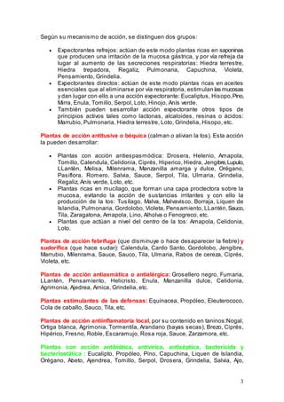 3
Según su mecanismo de acción, se distinguen dos grupos:
• Expectorantes refrejos: actúan de este modo plantas ricas en saponinas
que producen una irritación de la mucosa gástrica, y por vía refreja da
lugar al aumento de las secreciones respiratorias: Hiedra terrestre,
Hiedra trepadora, Regaliz, Pulmonaria, Capuchina, Violeta,
Pensamiento, Grindelia.
• Expectorantes directos: actúan de este modo plantas ricas en aceites
esenciales que al eliminarse por vía respiratoria, estimulan las mucosas
y dan lugar con ello a una acción expectorante: Eucaliptus, Hisopo,Pino,
Mirra, Enula, Tomillo, Serpol, Loto, Hinojo, Anís verde.
• También pueden sesarrollar acción expectorante otros tipos de
principios activos tales como lactonas, alcaloides, resinas o ácidos:
Marrubio, Pulmonaria, Hiedra terrestre, Loto, Grindelia, Hisopo, etc.
Plantas de acción antitusiva o béquica (calman o alivian la tos). Esta acción
la pueden desarrollar:
• Plantas con acción antiespasmódica: Drosera, Helenio, Amapola,
Tomillo, Calendula, Celidonia, Ciprés, Hiperico, Hiedra, Jengibre,Lupulo,
LLantén, Melisa, Milenrama, Manzanilla amarga y dulce, Orégano,
Pasiflora, Romero, Salvia, Sauce, Serpol, Tila, Ulmaria, Grindelia,
Regaliz, Anís verde, Loto, etc.
• Plantas ricas en mucílago, que forman una capa proctectora sobre la
mucosa, evitando la acción de sustancias irritantes y con ello la
producción de la tos: Tusílago, Malva, Malvavisco, Borraja, Liquen de
Islandia, Pulmonaria, Gordolobo, Violeta, Pensamiento, LLantén,Sauco,
Tila, Zaragatona, Amapola, Lino, Alholva o Fenogreco, etc.
• Plantas que actúan a nivel del centro de la tos: Amapola, Celidonia,
Loto.
Plantas de acción febrífuga (que disminuye o hace desaparecer la fiebre) y
sudorífica (que hace sudar): Calendula, Cardo Santo, Gordolobo, Jengibre,
Marrubio, Milenrama, Sauce, Sauco, Tila, Ulmaria, Rabos de cereza, Ciprés,
Violeta, etc.
Plantas de acción antiasmática o antialérgica: Grosellero negro, Fumaria,
LLantén, Pensamiento, Helicristo, Enula, Manzanilla dulce, Celidonia,
Agrimonia, Ajedrea, Arnica, Grindelia, etc.
Plantas estimulantes de las defensas: Equinacea, Propóleo, Eleuterococo,
Cola de caballo, Sauco, Tila, etc.
Plantas de acción antiinflamatoria local, por su contenido en taninos:Nogal,
Ortiga blanca, Agrimonia, Tormentila, Arandano (bayas secas), Brezo, Ciprés,
Hipérico, Fresno, Roble, Escaramujo, Rosa roja, Sauce, Zarzamora, etc.
Plantas con acción antibiótica, antivírica, antiséptica, bactericida y
bacteriostática : Eucalipto, Propóleo, Pino, Capuchina, Liquen de Islandia,
Orégano, Abeto, Ajendrea, Tomillo, Serpol, Drosera, Grindelia, Salvia, Ajo,
 