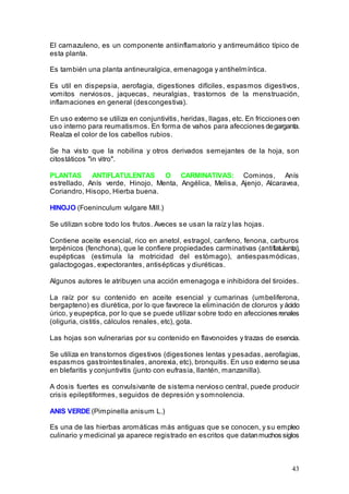 43
El camazuleno, es un componente antiinflamatorio y antirreumático típico de
esta planta.
Es también una planta antineuralgica, emenagoga y antihelmíntica.
Es util en dispepsia, aerofagia, digestiones difíciles, espasmos digestivos,
vomitos nerviosos, jaquecas, neuralgias, trastornos de la menstruación,
inflamaciones en general (descongestiva).
En uso externo se utiliza en conjuntivitis, heridas, llagas, etc. En fricciones oen
uso interno para reumatismos. En forma de vahos para afecciones degarganta.
Realza el color de los cabellos rubios.
Se ha visto que la nobilina y otros derivados semejantes de la hoja, son
citostáticos "in vitro".
PLANTAS ANTIFLATULENTAS O CARMINATIVAS: Cominos, Anís
estrellado, Anís verde, Hinojo, Menta, Angélica, Melisa, Ajenjo, Alcaravea,
Coriandro, Hisopo, Hierba buena.
HINOJO (Foeninculum vulgare Mill.)
Se utilizan sobre todo los frutos. Aveces se usan la raíz y las hojas.
Contiene aceite esencial, rico en anetol, estragol, canfeno, fenona, carburos
terpénicos (fenchona), que le confiere propiedades carminativas (antiflatulenta),
eupépticas (estimula la motricidad del estómago), antiespasmódicas,
galactogogas, expectorantes, antisépticas y diuréticas.
Algunos autores le atribuyen una acción emenagoga e inhibidora del tiroides.
La raíz por su contenido en aceite esencial y cumarinas (umbeliferona,
bergapteno) es diurética, por lo que favorece la eliminación de cloruros y ácido
úrico, y eupeptica, por lo que se puede utilizar sobre todo en afecciones renales
(oliguria, cistitis, cálculos renales, etc), gota.
Las hojas son vulnerarias por su contenido en flavonoides y trazas de esencia.
Se utiliza en transtornos digestivos (digestiones lentas y pesadas, aerofagias,
espasmos gastrointestinales, anorexia, etc), bronquitis. En uso externo seusa
en blefaritis y conjuntivitis (junto con eufrasia, llantén, manzanilla).
A dosis fuertes es convulsivante de sistema nervioso central, puede producir
crisis epileptiformes, seguidos de depresión y somnolencia.
ANIS VERDE (Pimpinella anisum L.)
Es una de las hierbas aromáticas más antiguas que se conocen, y su empleo
culinario y medicinal ya aparece registrado en escritos que datanmuchos siglos
 