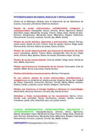 54
FITOTERAPIA BASICA DE HUESOS, MUSCULOS Y ARTICULACIONES
Dentro de la fitoterapia utilizada para el tratamiento de las afecciones de
huesos, músculos y tendones debemos destacar:
Plantas de acción antirreumatica, antiinflamatoria, analgesica y
antiespasmódica: Harpagofito, Saúce, Ulmaria, Arnica, Agrimonia, Abedul,
Grosellero negro, Manzanilla amarga, Fresno, Ortiga verde, Diente de león,
Romero, Eleuterococo, Manzanilla dulce, Milenrama, Regaliz, Caléndula,
Pensamiento, Fumaria, Lavanda, Tomillo, Ajo, Alfalfa, Violeta.
Plantas de acción diurética, depurativa y antirreumatica: Abedul, Borrajo,
Cardo santo, Diente de león, Fresno, Cola de caballo, Grama, Ortiga verde,
Pensamiento, Ulmaria, Rabos de cereza, Saúco, Enebro.
Plantas de acción hipouricemiante que favorecen la eliminación de ácido
úrico: Lespedeza, Abedul, Fresno, Brezo, Zarzaparrilla, Vara de oro, Ortiga
verde, Ulmaria, Maíz, Ajedrea, Rabos de cereza, Grosellero negro, Vid roja.
Plantas de acción remineralizante: Cola de caballo, Ortiga verde, Diente de
león, Alfalfa, Espirulina.
Plantas que favorecen la cicatrización de los huesos: Consuelda, Cola de
caballo, Alfalfa, Arnica, Equinacea, Diente de león.
Plantas estimulantes neuromusculares: Alholva o Fenogreco.
En uso externo, plantas de acción antirreumática, antiinflamatoria y
analgésica por su contenido en aceite esencial: Angelica, Arnica, Ajo, Castaño
de indias, Calendula, Camomila, Romero, Tomillo, Menta, Melisa, Jenjibre,
Enebro, Ciprés, Lavanda, Laurel, Hiedra, Orégano, Trementina.
Plantas que favorecen el drenaje hepático e interesan en reumatología:
Alcachofera, Achicoria, Romero, Fumaria, Boj, Diente de león.
Hortalizas y frutas recomendadas en los reumatismos: Berros, limon,
tomate, uvas, grosellas, fresas, frambuesas, cerezas, cebolla, ciruelas,
manzanas, peras, piña, alcachofa, apio, col, perejil, puerro.
PLANTAS ANTIRREUMATICAS, ANTIINFLAMATORIAS, ANALGESICAS Y
ANTIESPASMODICAS: Harpagofito,Saúce, Ulmaria, Arnica, Agrimonia,
Abedul, Grosellero negro, Manzanilla amarga, Fresno, Ortiga verde, Diente de
león, Romero, Eleuterococo, Manzanilla dulce, Milenrama, Regaliz, Caléndula,
Pensamiento, Fumaria, Lavanda, Tomillo, Ajo, Alfalfa, Violeta.
HARPAGOFITO (Harpagophytum procumbens L.)
 