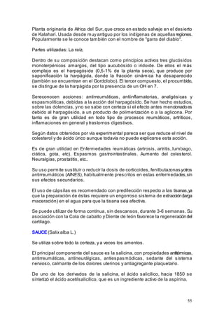 55
Planta originaria de Africa del Sur, que crece en estado salvaje en el desierto
de Kalahari. Usada desde muy antiguo por los indígenas de aquellas regiones.
Popularmente se le conoce también con el nombre de "garra del diablo".
Partes utilizadas: La raíz.
Dentro de su composición destacan como principios activos tres glucósidos
monoterpénicos amargos, del tipo aucubósido o iridoide. De ellos el más
complejo es el harpagósido (0,5-1% de la planta seca), que produce por
saponificación la harpágida, donde la fracción cinámica ha desaparecido
(también se encuentran en el Gordolobo). El tercer compuesto, el procumbido,
se distingue de la harpágida por la presencia de un OH en 7.
Sereconocen acciones: antirreumáticas, antiinflamatorias, analgésicas y
espasmolíticas, debidas a la acción del harpagósido. Se han hecho estudios,
sobre las dolencias, y no se sabe con certeza si el efecto antes mencionadoes
debido al harpagósido, a un producto de polimerización o a la aglicona. Por
tanto es de gran utilidad en todo tipo de procesos reumáticos, artríticos,
inflamaciones en general y trastornos digestivos.
Según datos obtenidos por vía experimental pareca ser que reduce el nivel de
colesterol y de ácido úrico aunque todavía no puede explicarse esta acción.
Es de gran utilidad en Enfermedades reumáticas (artrosis, artritis, lumbago,
ciática, gota, etc). Espasmos gastrointestinales. Aumento del colesterol.
Neuralgias, prostatitis, etc..
Su uso permite sustituir o reducir la dosis de corticoides, fenilbutazonas yotros
antirreumáticos (AINES), habitualmente prescritos en estas enfermedades,sin
sus efectos secundarios.
El uso de cápsilas es recomendado con predilección respecto a las tisanas,ya
que la preparación de éstas requiere un engorroso sistema de extracción(larga
maceración) en el agua para que la tisana sea efectiva.
Se puede utilizar de forma contínua, sin descansos, durante 3-6 semanas. Su
asociación con la Cola de caballo y Diente de león favorece la regeneracióndel
cartílago.
SAUCE (Salix alba L.)
Se utiliza sobre todo la corteza, y a veces los amentos.
El principal componente del sauce es la salicina, con propiedades antitérmicas,
antirreumáticas, antineurálgicas, antiespasmódicas, sedante del sistema
nervioso, calmante de los dolores uterinos y antiagregante plaquetario.
De uno de los derivados de la salicina, el ácido salicílico, hacia 1850 se
sintetizó el ácido acetilsalicílico, que es un ingrediente activo de la aspirina.
 