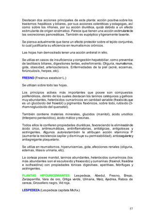 57
Destacan dos acciones principales de esta planta: acción positiva sobre los
trastornos hepáticos y biliares, por sus acciones coleréticas y colagogas, así
como sobre los riñones, por su acción diurética, quizá debido a un efecto
estimulante de origen enzimatico. Parece que tienen una acción estimulantede
las secreciones pancreáticas. También es eupéptico y ligeramente laxante.
Se piensa actualmente que tiene un efecto protector sobre el tejido conjuntivo,
lo cual justificaría su eficiencia en reumatismos crónicos.
Las hojas han demostrado tener una acción antiviral in vitro.
Se utiliza en casos de insuficiencia y congestión hepatobiliar, como preventivo
de laslitiasis biliares, digestiones lentas, estreñimiento. Oliguria, reumatismos,
gota, obesidad, arteriosclerosis. Enfermedades de la piel (acné, eccemas,
forúnculosis, herpes, etc).
FRESNO (Fraxinus excelsior L.)
Se utilizan sobre todo las hojas.
Los principios activos más importantes que posee son compuestos
polifenólicos, dentro de los cuales destacan los taninos catéquicos y gallicos
muy abundantes, heterósidos cumarínicos en cantidad variable (fraxósido,que
es un glucósido del fraxetol) y pigmentos flavónicos, sobre todo, rutósido (3-
rhamnoglucósido del quercetol).
También contiene materias minerales, glucidos (manitol), ácido ursólico
(triterpeno pentacíclico), ácido málico y resinas.
Todos ellos le confieren propiedades diuréticas, favoreciendo la eliminaciónde
ácido úrico, antirreumáticas, antiinflamatorias, antiálgicas, antigotosas y
astringentes. Algunos autorestambién le atribuyen acción vitaminica P
(aumenta la resistencia capilar y disminuye su permeabilidad), anticoagulantey
antiagregante plaquetario.
Se utiliza en reumatismos, hiperuricemias, gota, afecciones renales (oliguria,
edemas, litiasis urinaria, etc).
La corteza posee manitol, taninos abundantes, heterósidos cumarínicos (los
más abundantes son el esculosido y fraxosido) y cumarinas (fraxinol, fraxidina
e isofraxidina) con propiedades tónicas digestivas, aperitivas, febrífugas y
astringentes.
PLANTAS HIPOURICEMIANTES: Lespedeza, Abedul, Fresno, Brezo,
Zarzaparrilla, Vara de oro, Ortiga verde, Ulmaria, Maíz, Ajedrea, Rabos de
cereza, Grosellero negro, Vid roja.
LESPEDEZA (Lespedeza capitata Michx.)
 