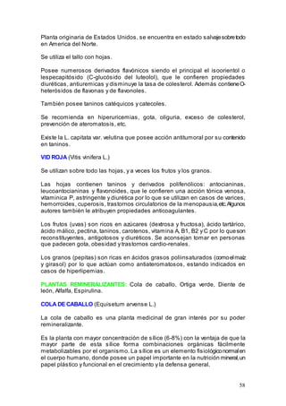 58
Planta originaria de Estados Unidos, se encuentra en estado salvajesobretodo
en America del Norte.
Se utiliza el tallo con hojas.
Posee numerosos derivados flavónicos siendo el principal el isoorientol o
lespecapitósido (C-glucósido del luteolol), que le confieren propiedades
diuréticas, antiuremicas y disminuye la tasa de colesterol. Además contieneO-
heterósidos de flavonas y de flavonoles.
También posee taninos catéquicos y catecoles.
Se recomienda en hiperuricemias, gota, oliguria, exceso de colesterol,
prevención de ateromatosis, etc.
Existe la L. capitata var. velutina que posee acción antitumoral por su contenido
en taninos.
VID ROJA (Vitis vinifera L.)
Se utilizan sobre todo las hojas, y a veces los frutos y los granos.
Las hojas contienen taninos y derivados polifenólicos: antocianinas,
leucoantocianinas y flavonoides, que le confieren una acción tónica venosa,
vitaminica P, astringente y diurética por lo que se utilizan en casos de varices,
hemorroides, cuperosis, trastornos circulatorios de la menopausia,etc.Algunos
autores también le atribuyen propiedades anticoagulantes.
Los frutos (uvas) son ricos en azúcares (dextrosa y fructosa), ácido tartárico,
ácido málico, pectina, taninos, carotenos, vitamina A, B1, B2 y C por lo queson
reconstituyentes, antigotosos y diuréticos. Se aconsejan tomar en personas
que padecen gota, obesidad y trastornos cardio-renales.
Los granos (pepitas) son ricas en ácidos grasos poliinsaturados (comoelmaíz
y girasol) por lo que actúan como antiateromatosos, estando indicados en
casos de hiperlipemias.
PLANTAS REMINERALIZANTES: Cola de caballo, Ortiga verde, Diente de
león, Alfalfa, Espirulina.
COLA DE CABALLO (Equisetum arvense L.)
La cola de caballo es una planta medicinal de gran interés por su poder
remineralizante.
Es la planta con mayor concentración de sílice (6-8%) con la ventaja de que la
mayor parte de esta sílice forma combinaciones orgánicas fácilmente
metabolizables por el organismo. La sílice es un elemento fisiológiconormalen
el cuerpo humano, donde posee un papel importante en la nutrición mineral,un
papel plástico y funcional en el crecimiento y la defensa general.
 