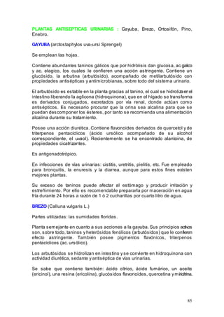 85
PLANTAS ANTISEPTICAS URINARIAS : Gayuba, Brezo, Ortosifón, Pino,
Enebro.
GAYUBA (arctostaphylos uva-ursi Sprengel)
Se emplean las hojas.
Contiene abundantes taninos gálicos que por hidrólisis dan glucosa, ac.galico
y ac. elagico, los cuales le confieren una acción astringente. Contiene un
glucósido, la arbutina (arbutósido), acompañado de metilarbutósido con
propiedades antisépticas y antimicrobianas, sobre todo del sistema urinario.
El arbutósido es estable en la planta gracias al tanino, el cual se hidrolizaenel
intestino liberando la aglicona (hidroquinona), que en el hígado se transforma
es derivados conjugados, excretados por vía renal, donde actúan como
antisépticos. Es necesario procurar que la orina sea alcalina para que se
puedan descomponer los ésteres, por tanto se recomienda una alimentación
alcalina durante su tratamiento.
Posee una acción diurética. Contiene flavonoides derivados de quercetol y de
triterpenos pentacíclicos (ácido ursólico acompañado de su alcohol
correspondiente, el uvaol). Recientemente se ha encontrado alantoina, de
propiedades cicatrizantes.
Es antigonadotrópico.
En infecciones de vías urinarias: cistitis, uretritis, pielitis, etc. Fue empleado
para bronquitis, la enuresis y la diarrea, aunque para estos fines existen
mejores plantas.
Su exceso de taninos puede afectar al estómago y producir irritación y
estreñimiento. Por ello es recomendable prepararla por maceración en agua
fría durante 24 horas a razón de 1 ó 2 cucharillas por cuarto litro de agua.
BREZO (Calluna vulgaris L.)
Partes utilizadas: las sumidades floridas.
Planta semejante en cuanto a sus acciones a la gayuba. Sus principios activos
son, sobre todo, taninos y heterósidos fenólicos (arbutósidos) que le confieren
efecto astringente. También posee pigmentos flavónicos, triterpenos
pentacíclicos (ac. ursólico).
Los arbutósidos se hidrolizan en intestino y se convierte en hidroquinona con
actividad diurética, sedante y antiséptica de vías urinarias.
Se sabe que contiene también: ácido cítrico, ácido fumárico, un aceite
(ericinol), una resina (ericolina), glucósidos flavonoides, quercetina y miricitrina.
 
