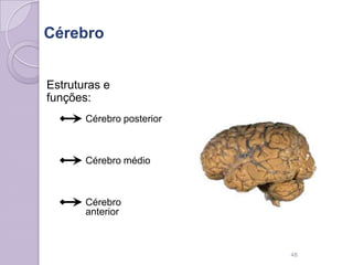 Cérebro
Estruturas e
funções:
Cérebro posterior
Cérebro médio
Cérebro
anterior
48
 