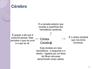 Cérebro
Córtex
Cerebral
É a camada exterior que
reveste a superfície dos
hemisférios cerebrais.
É graças a ele que é
possível pensar, falar,
perceber o que se ouve
e o que se vê.
É o córtex cerebral
que nos torna
humanos.
Está dividido em dois
hemisférios - o esquerdo e o
direito – ligados por um feixe
de fibras nervosas
denominado corpo caloso.
49
 