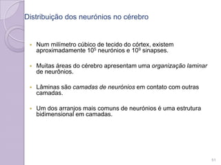 Distribuição dos neurónios no cérebro
 Num milímetro cúbico de tecido do córtex, existem
aproximadamente 105 neurónios e 109 sinapses.
 Muitas áreas do cérebro apresentam uma organização laminar
de neurônios.
 Lâminas são camadas de neurónios em contato com outras
camadas.
 Um dos arranjos mais comuns de neurónios é uma estrutura
bidimensional em camadas.
51
 