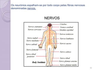 Os neurónios espalham-se por todo corpo pelas fibras nervosas
denominadas nervos.
NERVOS
52
 