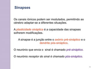 Os canais iónicos podem ser modulados, permitindo ao
cérebro adaptar-se a diferentes situações.
A plasticidade sináptica é a capacidade das sinapses
sofrerem modificações.
A sinapse é a junção entre o axónio pré-sináptico e o
dendrite pós-sináptico.
O neurónio que envia o sinal é chamado pré-sináptico.
O neurónio receptor do sinal é chamado pós-sináptico.
54
Sinapses
 