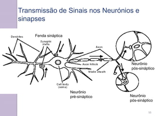 Transmissão de Sinais nos Neurónios e
sinapses
Neurônio
pré-sináptico Neurônio
pós-sináptico
Neurônio
pós-sináptico
Fenda sináptica
55
 