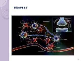 SINAPSES
56
 