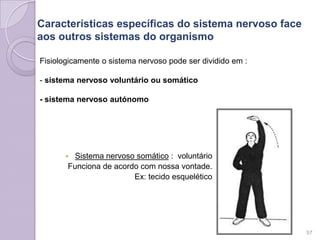 Fisiologicamente o sistema nervoso pode ser dividido em :
- sistema nervoso voluntário ou somático
- sistema nervoso autónomo
 Sistema nervoso somático : voluntário
Funciona de acordo com nossa vontade.
Ex: tecido esquelético
57
Características específicas do sistema nervoso face
aos outros sistemas do organismo
 