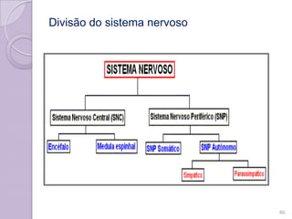 Divisão do sistema nervoso
60
 