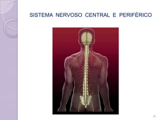 SISTEMA NERVOSO CENTRAL E PERIFÉRICO
61
 