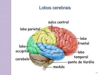 Lobos cerebrais
65
 
