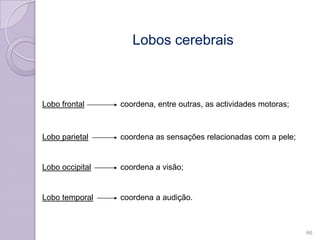 Lobos cerebrais
coordena, entre outras, as actividades motoras;Lobo frontal
Lobo parietal coordena as sensações relacionadas com a pele;
Lobo occipital coordena a visão;
Lobo temporal coordena a audição.
66
 