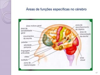 Áreas de funções específicas no cérebro
67
 