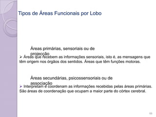 Tipos de Áreas Funcionais por Lobo
Áreas primárias, sensoriais ou de
projecção
 Áreas que recebem as informações sensoriais, isto é, as mensagens que
têm origem nos órgãos dos sentidos. Áreas que têm funções motoras.
Áreas secundárias, psicossensoriais ou de
associação
 Interpretam e coordenam as informações recebidas pelas áreas primárias.
São áreas de coordenação que ocupam a maior parte do córtex cerebral.
68
 