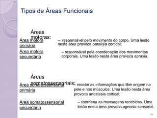 Tipos de Áreas Funcionais
Áreas
motoras:
– responsável pelo movimento do corpo. Uma lesão
nesta área provoca paralisia cortical;
– responsável pela coordenação dos movimentos
corporais. Uma lesão nesta área provoca apraxia.
Áreas
somatossensoriais:– recebe as informações que têm origem na
pele e nos músculos. Uma lesão nesta área
provoca anestesia cortical;
– coordena as mensagens recebidas. Uma
lesão nesta área provoca agnosia sensorial.
Área motora
primária
Área motora
secundária
Área somatossensorial
primária
Área somatossensorial
secundária
69
 