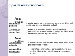 Áreas
visuais:
- recebe as mensagens captadas pelos olhos. Uma lesão
nesta área provoca cegueira cortical.
- coordena os dados recebidos na área visual,
permitindo o reconhecimento dos objectos. Uma lesão
nesta área provoca agnosia visual.
Áreas
auditivas: – recebe os sons elementares. Uma lesão nesta área
provoca surdez cortical.
– identifica e interpreta os sons recebidos na área
auditiva. Uma lesão nesta área provoca agnosia
auditiva.
Tipos de Áreas Funcionais
Área visual
primária
Área visual
secundária
Área auditiva
primária
Área auditiva
secundária
70
 