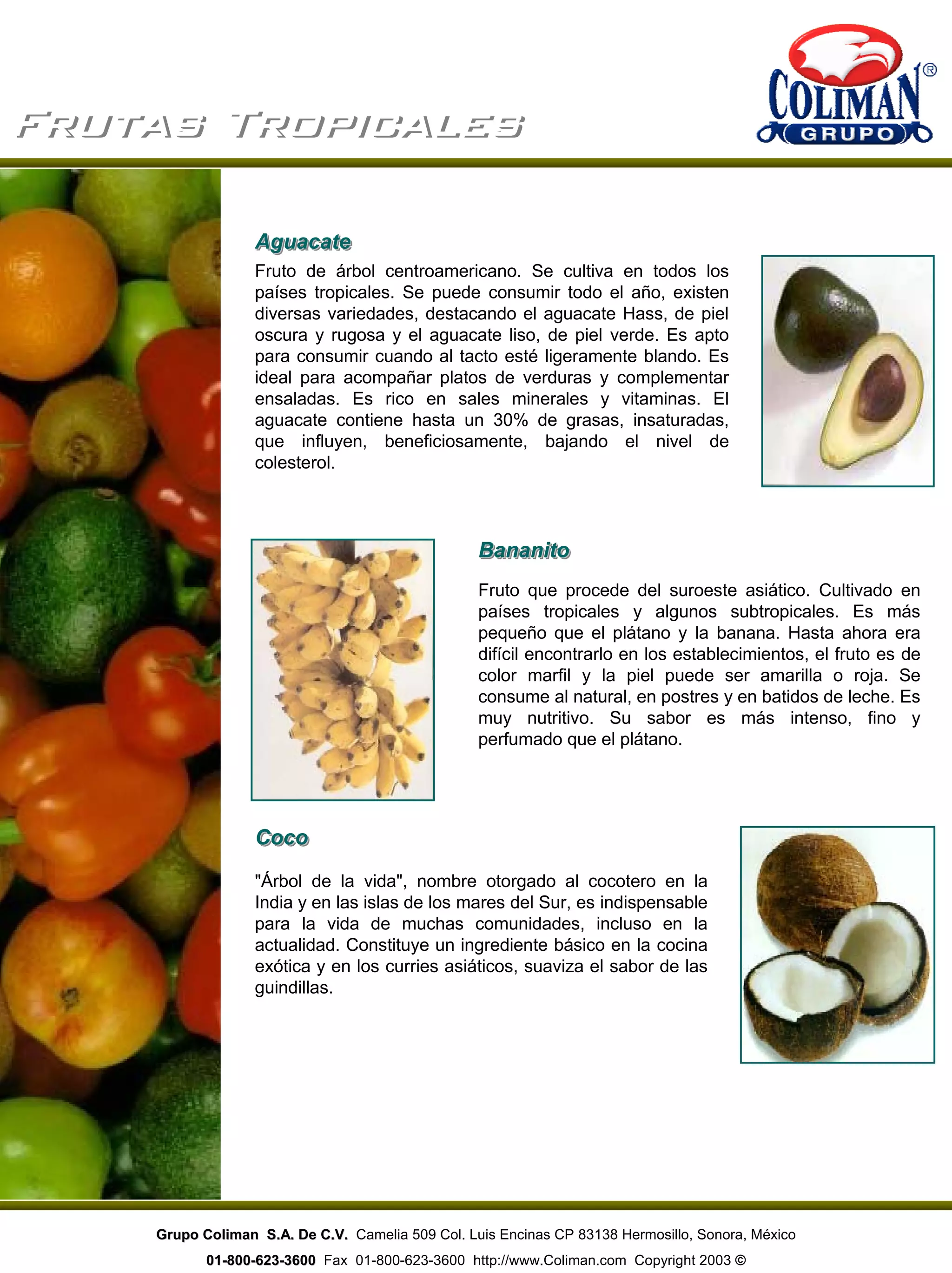 Frutas TropicalesFrutas Tropicales
Fruto de árbol centroamericano. Se cultiva en todos los
países tropicales. Se puede consumir todo el año, existen
diversas variedades, destacando el aguacate Hass, de piel
oscura y rugosa y el aguacate liso, de piel verde. Es apto
para consumir cuando al tacto esté ligeramente blando. Es
ideal para acompañar platos de verduras y complementar
ensaladas. Es rico en sales minerales y vitaminas. El
aguacate contiene hasta un 30% de grasas, insaturadas,
que influyen, beneficiosamente, bajando el nivel de
colesterol.
"Árbol de la vida", nombre otorgado al cocotero en la
India y en las islas de los mares del Sur, es indispensable
para la vida de muchas comunidades, incluso en la
actualidad. Constituye un ingrediente básico en la cocina
exótica y en los curries asiáticos, suaviza el sabor de las
guindillas.
AguacateAguacateAguacate
BananitoBananitoBananito
Fruto que procede del suroeste asiático. Cultivado en
países tropicales y algunos subtropicales. Es más
pequeño que el plátano y la banana. Hasta ahora era
difícil encontrarlo en los establecimientos, el fruto es de
color marfil y la piel puede ser amarilla o roja. Se
consume al natural, en postres y en batidos de leche. Es
muy nutritivo. Su sabor es más intenso, fino y
perfumado que el plátano.
CocoCocoCoco
Grupo Coliman S.A. De C.V.Grupo Coliman S.A. De C.V. Camelia 509 Col. Luis Encinas CP 83138 Hermosillo, Sonora, México
0101--800800--623623--36003600 Fax 01-800-623-3600 http://www.Coliman.com Copyright 2003 ©
 