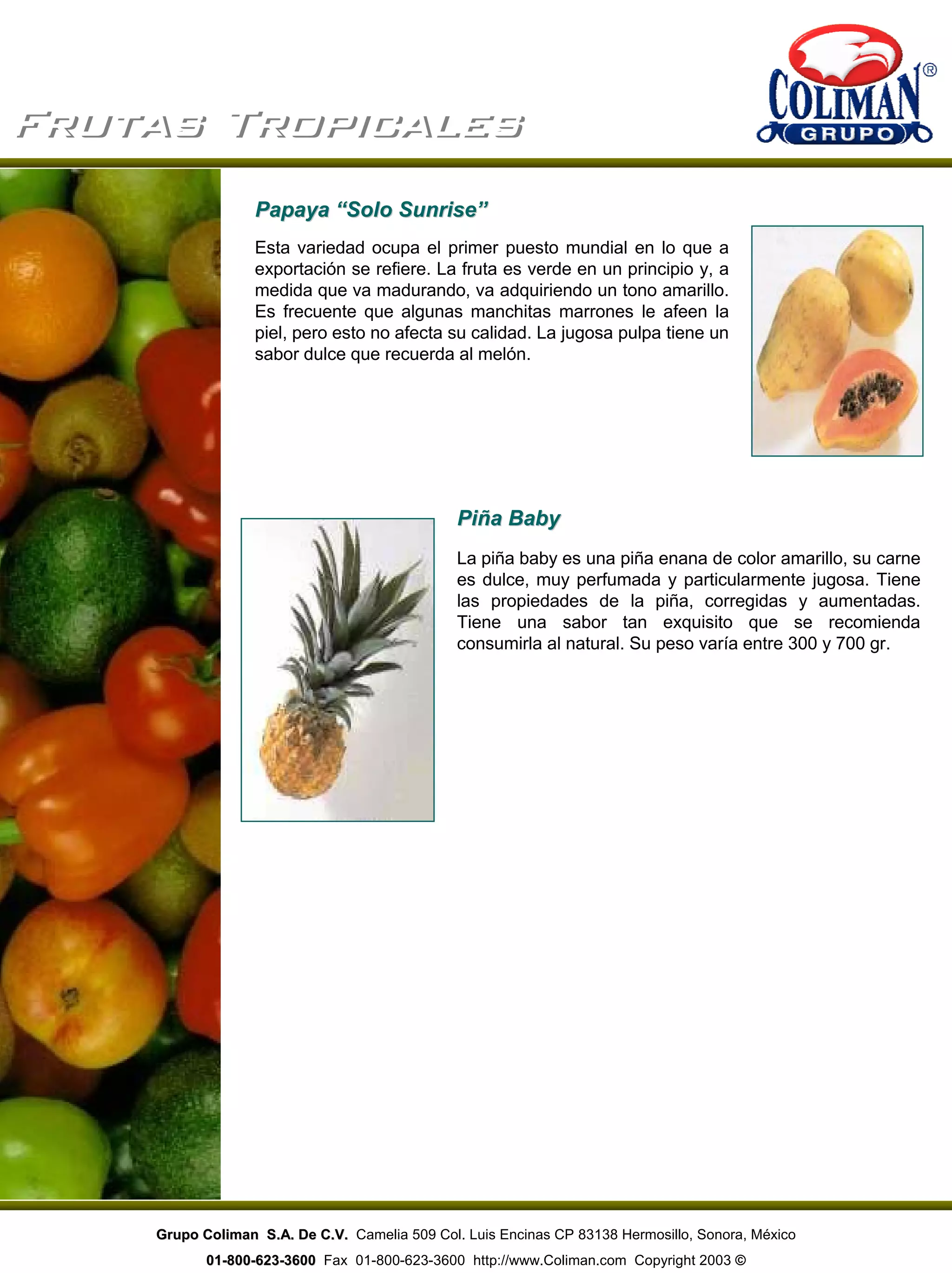 Frutas TropicalesFrutas Tropicales
Esta variedad ocupa el primer puesto mundial en lo que a
exportación se refiere. La fruta es verde en un principio y, a
medida que va madurando, va adquiriendo un tono amarillo.
Es frecuente que algunas manchitas marrones le afeen la
piel, pero esto no afecta su calidad. La jugosa pulpa tiene un
sabor dulce que recuerda al melón.
La piña baby es una piña enana de color amarillo, su carne
es dulce, muy perfumada y particularmente jugosa. Tiene
las propiedades de la piña, corregidas y aumentadas.
Tiene una sabor tan exquisito que se recomienda
consumirla al natural. Su peso varía entre 300 y 700 gr.
Papaya “Solo Sunrise”Papaya “Solo Sunrise”
Piña BabyPiña Baby
Grupo Coliman S.A. De C.V.Grupo Coliman S.A. De C.V. Camelia 509 Col. Luis Encinas CP 83138 Hermosillo, Sonora, México
0101--800800--623623--36003600 Fax 01-800-623-3600 http://www.Coliman.com Copyright 2003 ©
 